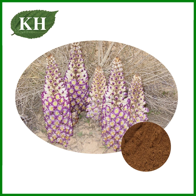Cistanche Tubulosa Extract Powder